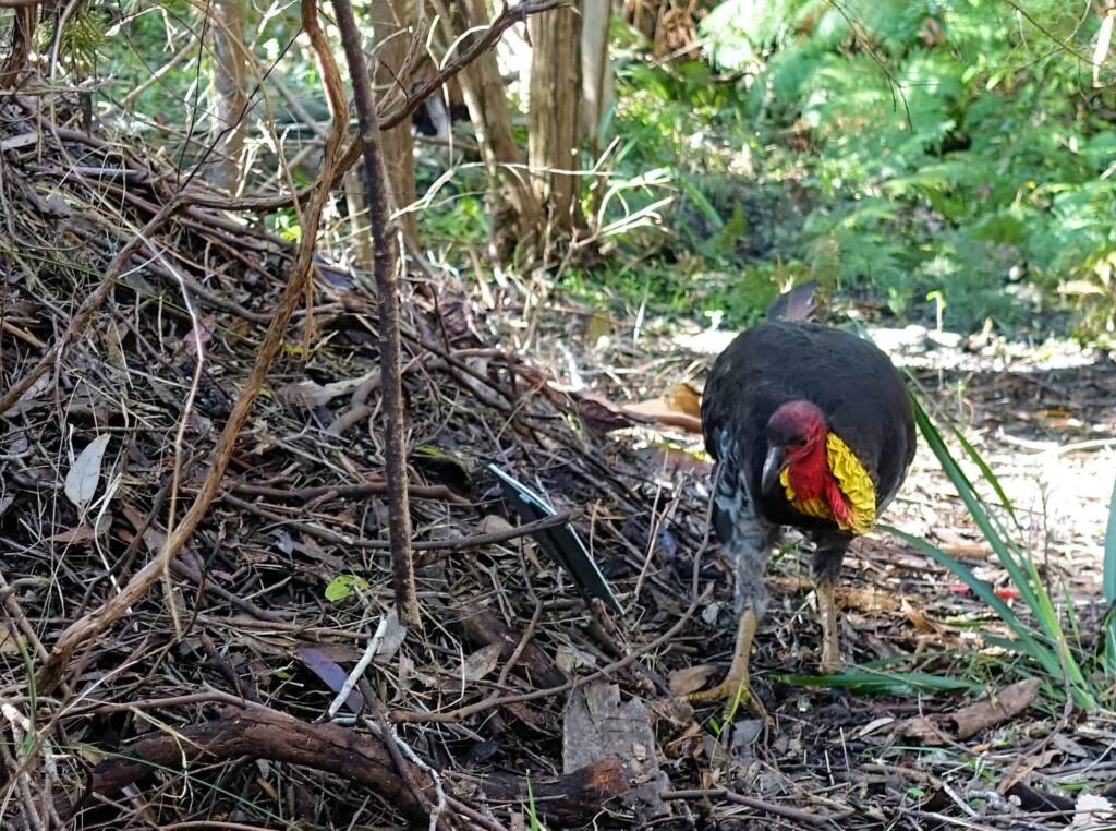 Australian Brush-turkey (Alectura lathami), Stony Range Regional Botanic Garden, Dee Why NSW