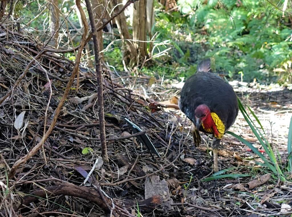 Australian Brush-turkey (Alectura lathami), Stony Range Regional Botanic Garden, Dee Why NSW