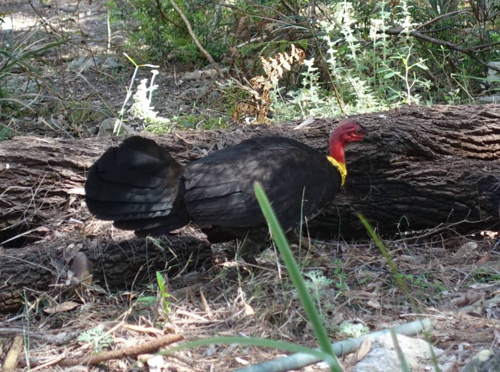 Australian Brush-turkey (Alectura lathami), Stony Range Regional Botanic Garden, Dee Why NSW