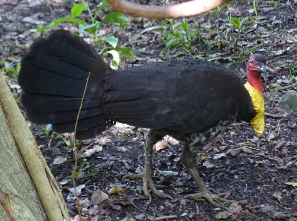 Australian Brush-turkey (Alectura lathami), Stony Range Regional Botanic Garden, Dee Why NSW