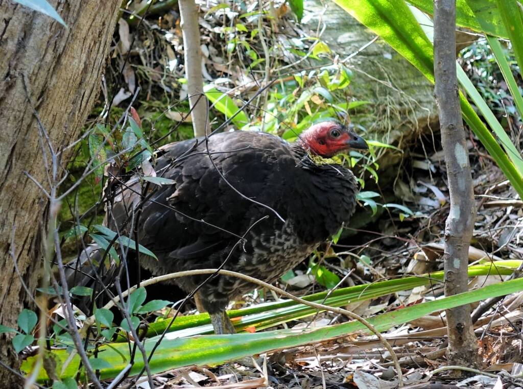 Australian Brush-turkey (Alectura lathami), Stony Range Regional Botanic Garden, Dee Why NSW
