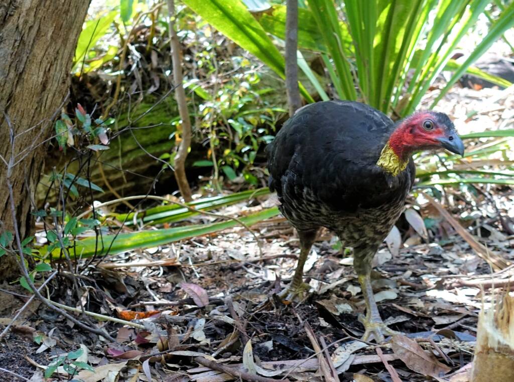 Australian Brush-turkey (Alectura lathami), Stony Range Regional Botanic Garden, Dee Why NSW