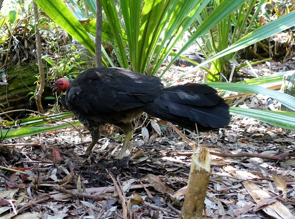 Australian Brush-turkey (Alectura lathami), Stony Range Regional Botanic Garden, Dee Why NSW