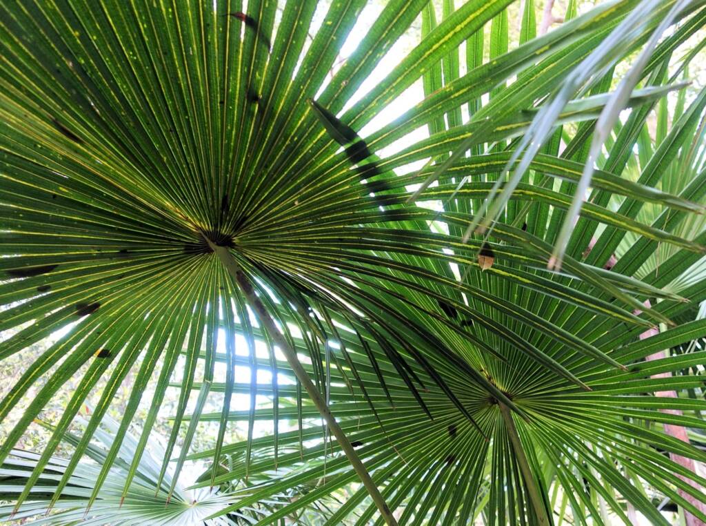 Cabbage Tree Palm (Livistona australis), Northern Beaches NSW