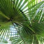 Cabbage Tree Palm (Livistona australis), Northern Beaches NSW
