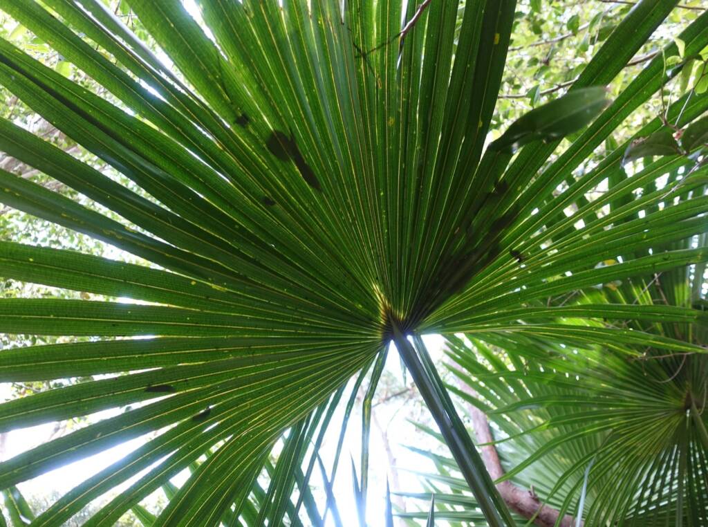 Cabbage Tree Palm (Livistona australis), Northern Beaches NSW