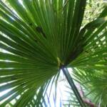 Cabbage Tree Palm (Livistona australis), Northern Beaches NSW