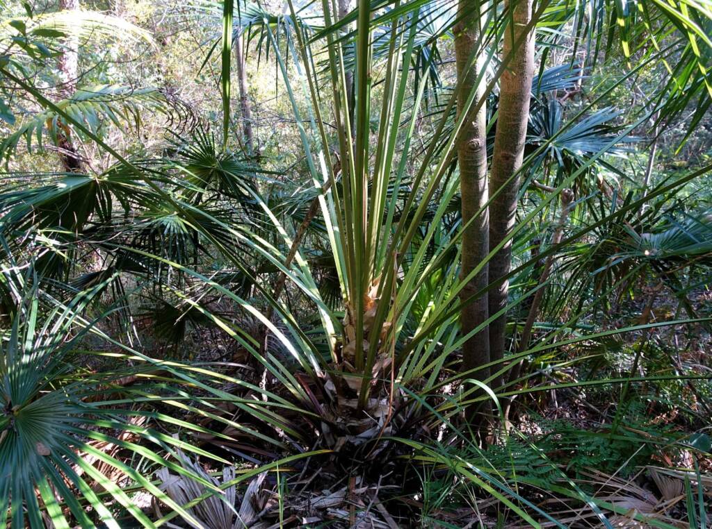 Cabbage Tree Palm (Livistona australis), Northern Beaches NSW