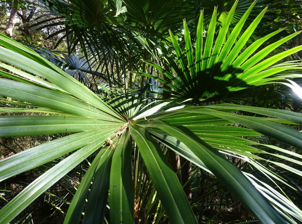 Cabbage Tree Palm (Livistona australis), Northern Beaches NSW