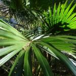 Cabbage Tree Palm (Livistona australis), Northern Beaches NSW