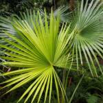 Cabbage Tree Palm (Livistona australis), Northern Beaches NSW