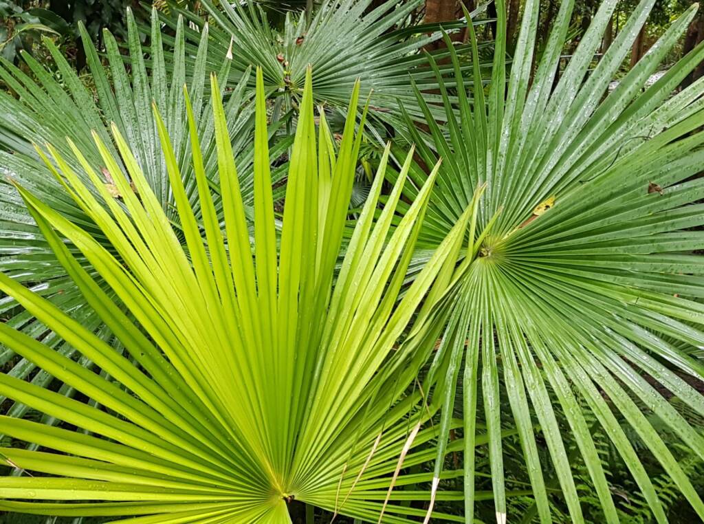 Cabbage Tree Palm (Livistona australis), Northern Beaches NSW