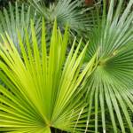 Cabbage Tree Palm (Livistona australis), Northern Beaches NSW