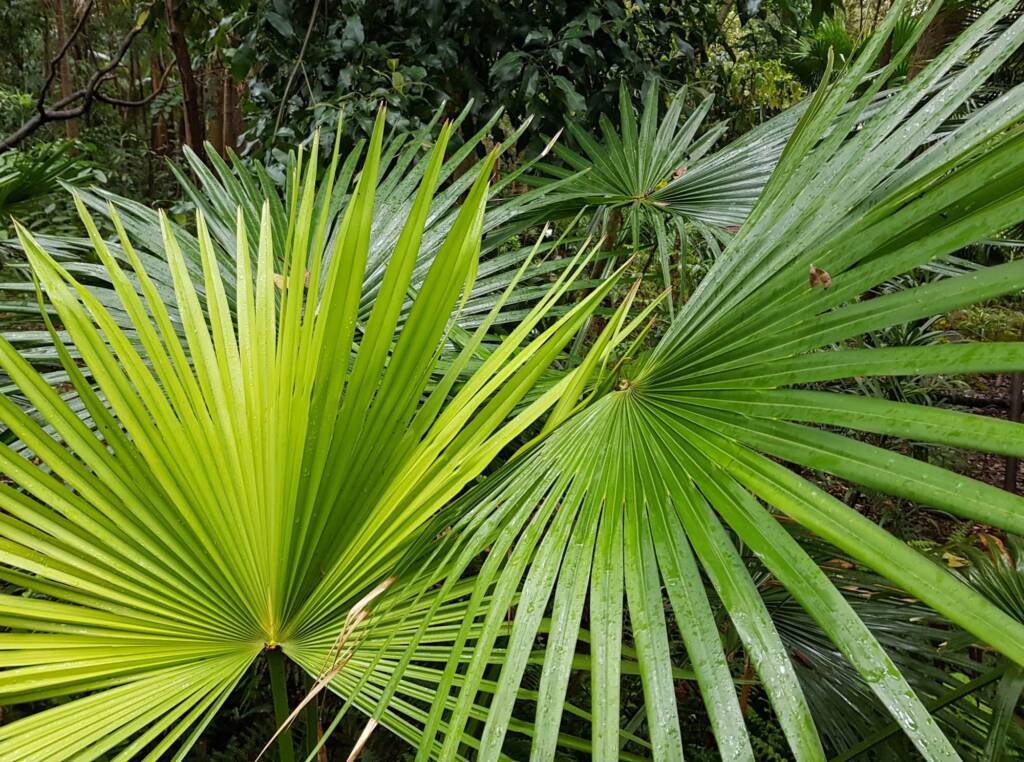 Cabbage Tree Palm (Livistona australis), Northern Beaches NSW