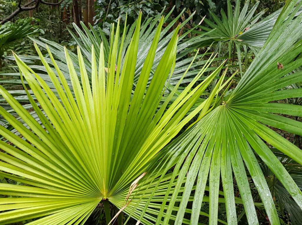 Cabbage Tree Palm (Livistona australis), Northern Beaches NSW
