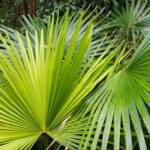 Cabbage Tree Palm (Livistona australis), Northern Beaches NSW