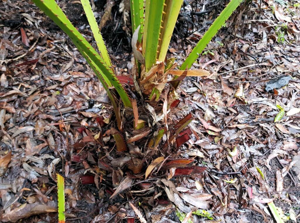 Cabbage Tree Palm (Livistona australis), Northern Beaches NSW