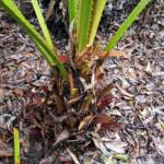 Cabbage Tree Palm (Livistona australis), Northern Beaches NSW