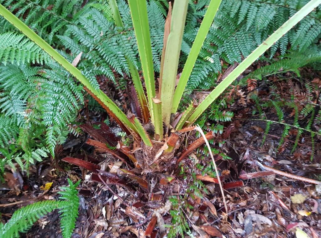 Cabbage Tree Palm (Livistona australis), Northern Beaches NSW
