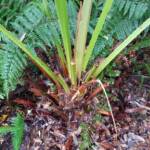 Cabbage Tree Palm (Livistona australis), Northern Beaches NSW