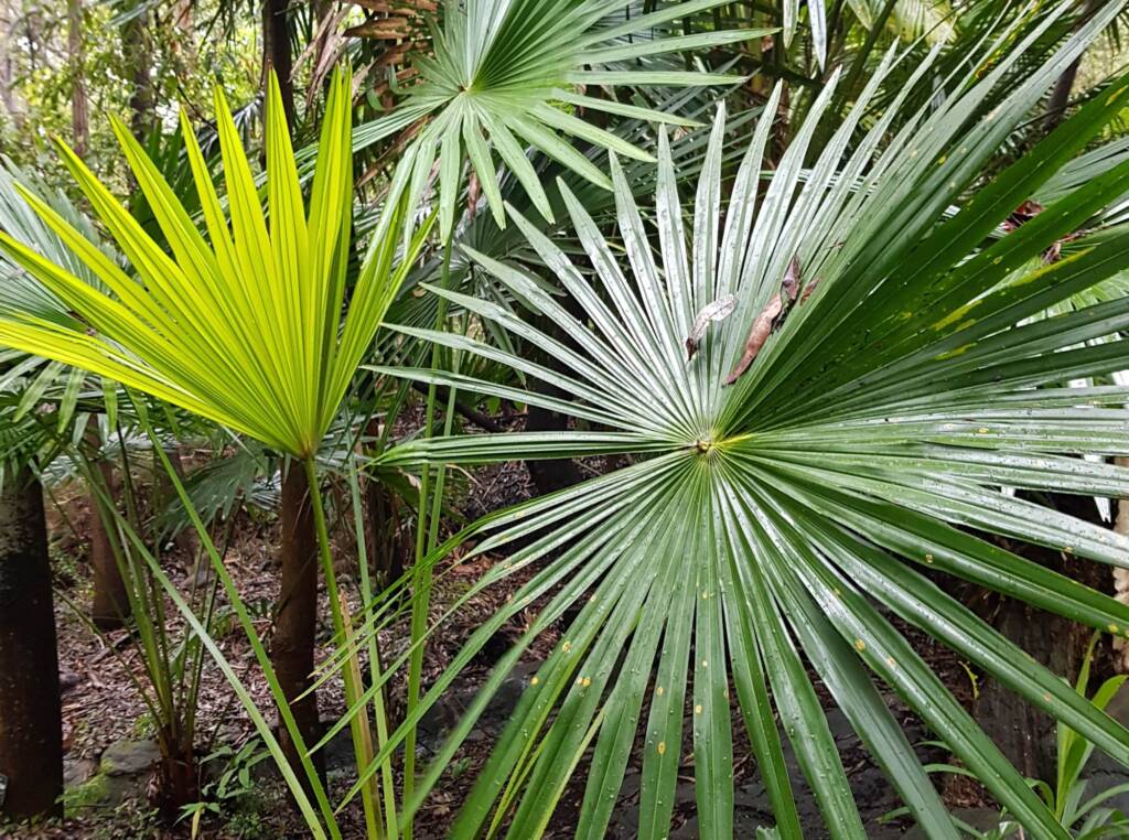 Cabbage Tree Palm (Livistona australis), Northern Beaches NSW