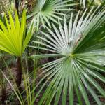 Cabbage Tree Palm (Livistona australis), Northern Beaches NSW