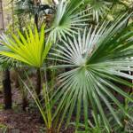 Cabbage Tree Palm (Livistona australis), Northern Beaches NSW