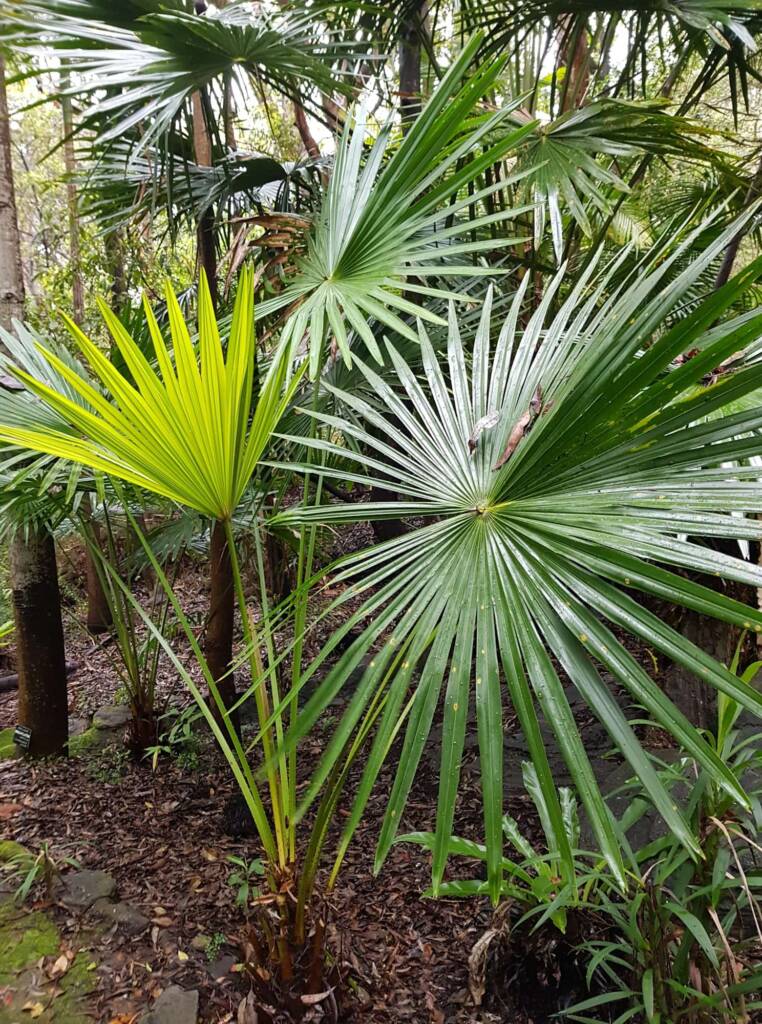 Cabbage Tree Palm (Livistona australis), Northern Beaches NSW