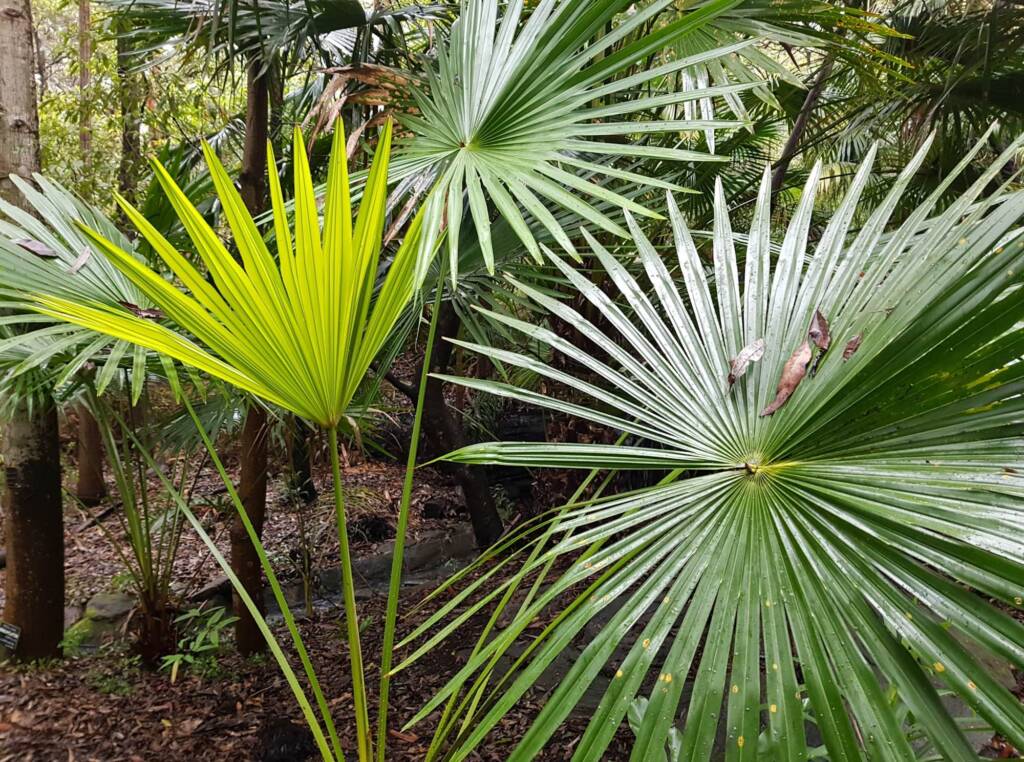 Cabbage Tree Palm (Livistona australis), Northern Beaches NSW