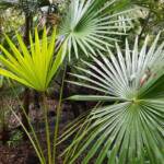 Cabbage Tree Palm (Livistona australis), Northern Beaches NSW