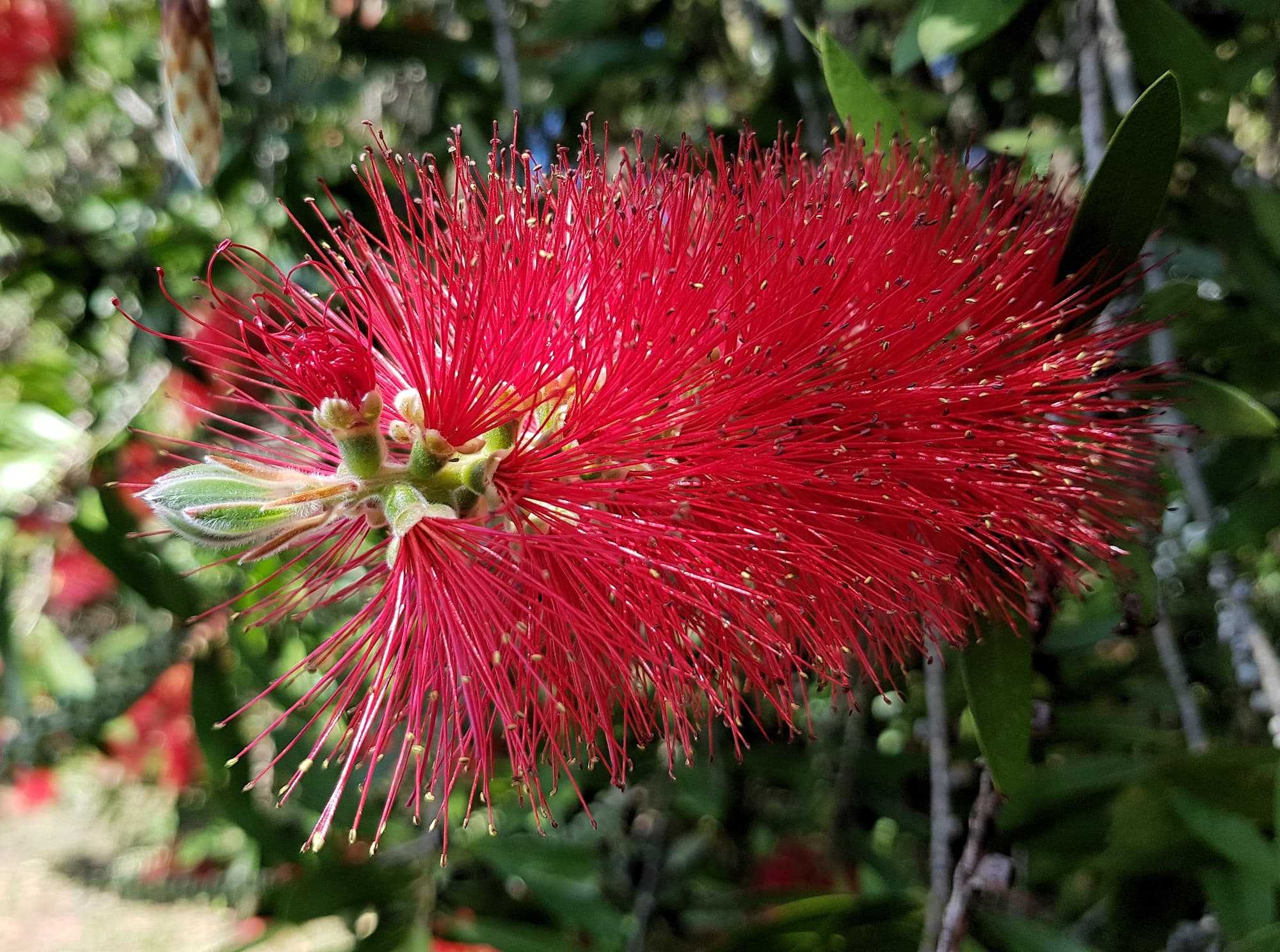 Crimson Bottlebrush (Callistemon citrinus), Dee Why, Northern Beaches NSW