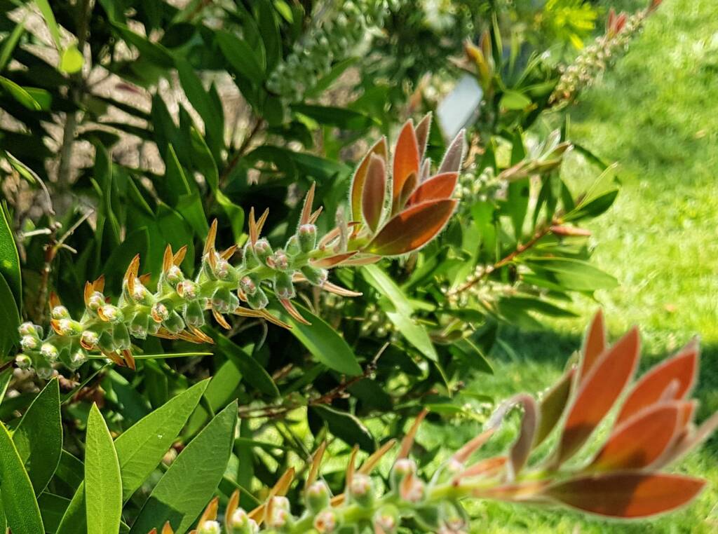 Callistemon citrinus / Crimson Bottlebrush, Dee Why, Northern Beaches NSW