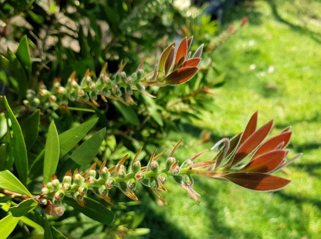 Callistemon citrinus / Crimson Bottlebrush, Dee Why, Northern Beaches NSW