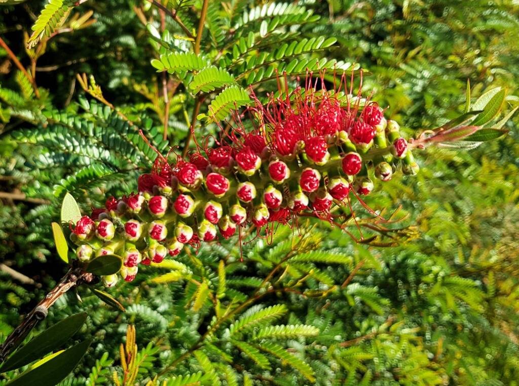 Crimson Bottlebrush (Callistemon citrinus), Dee Why, Northern Beaches NSW