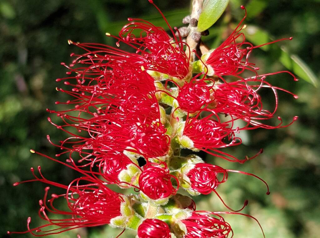 Callistemon viminalis / Weeping Bottlebrush, Dee Why, Northern Beaches NSW