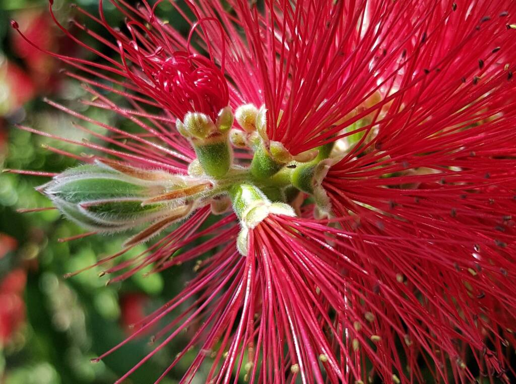 Callistemon viminalis / Weeping Bottlebrush, Dee Why, Northern Beaches NSW