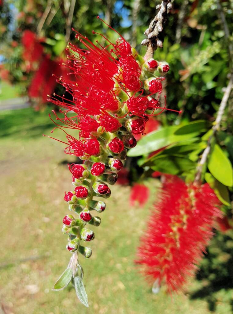 Callistemon viminalis / Weeping Bottlebrush, Dee Why, Northern Beaches NSW