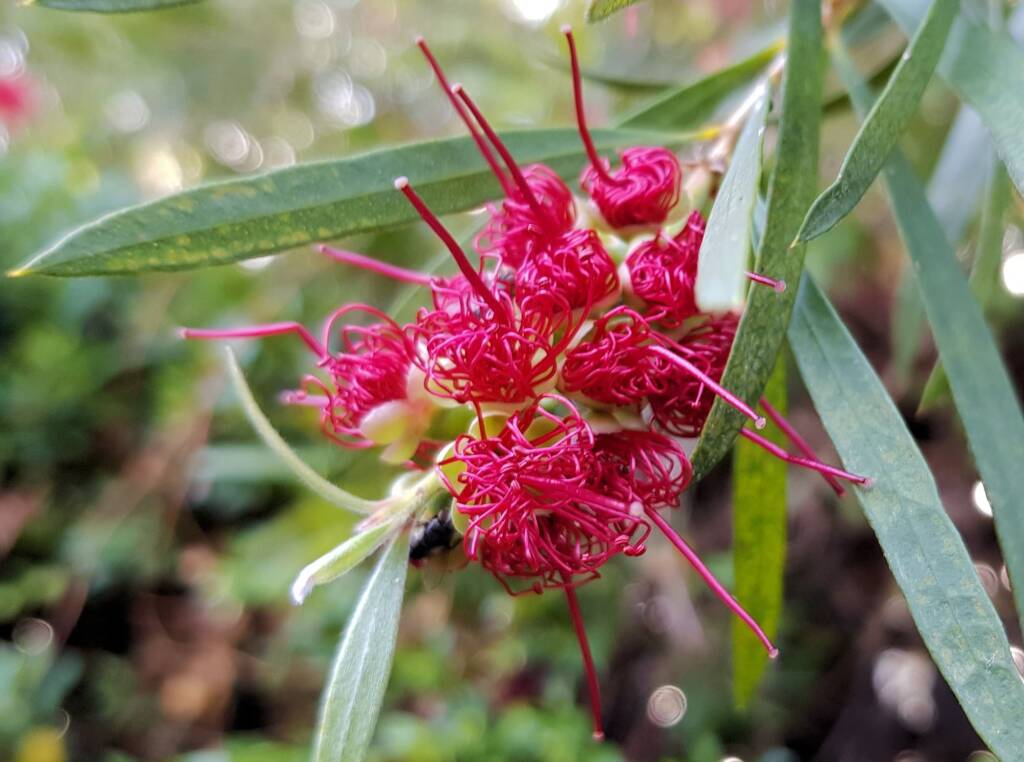 Weeping Bottlebrush (Callistemon viminalis), Alice Springs NT