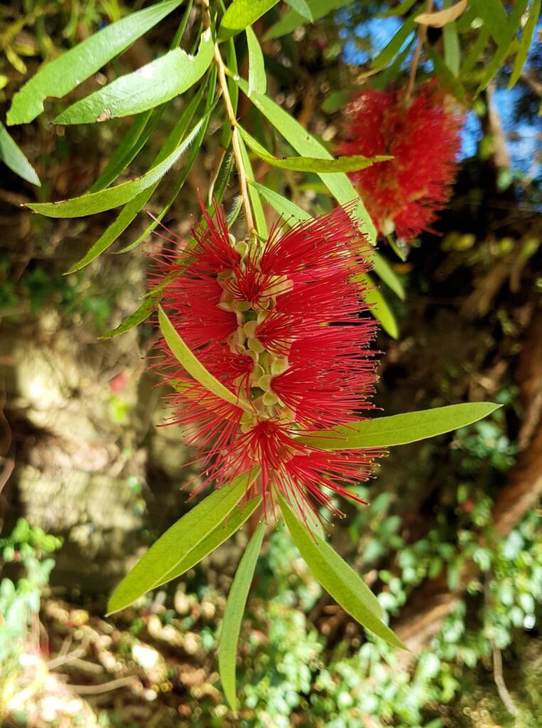 Weeping Bottlebrush (Callistemon viminalis), Alice Springs NT