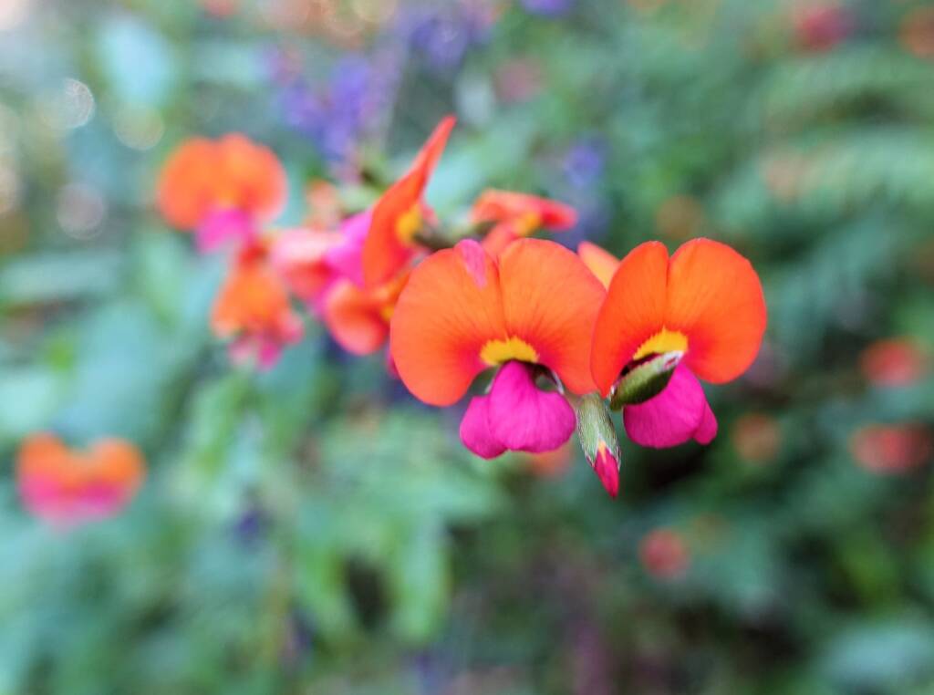 Heart-leaf Flame Pea (Chorizema cordatum), Stony Range Regional Botanic Garden, Dee Why NSW