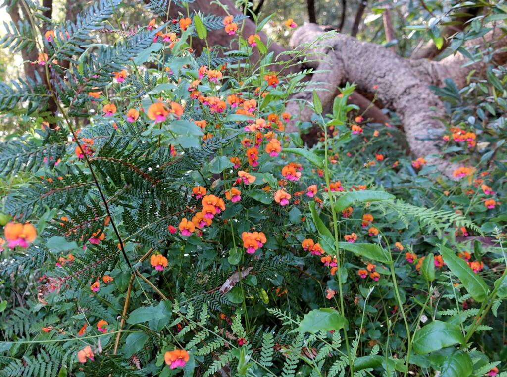 Heart-leaf Flame Pea (Chorizema cordatum), Stony Range Regional Botanic Garden, Dee Why NSW