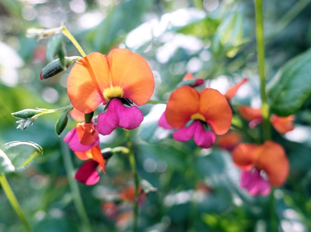 Heart-leaf Flame Pea (Chorizema cordatum), Stony Range Regional Botanic Garden, Dee Why NSW