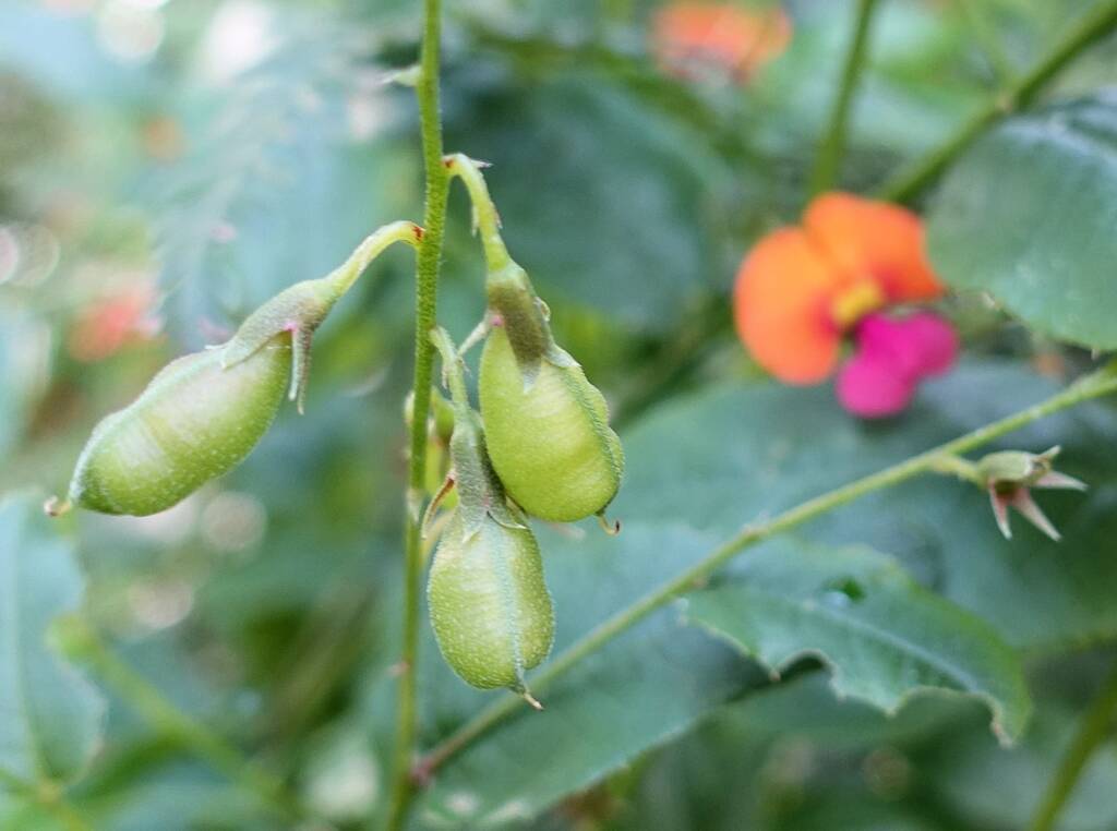 Heart-leaf Flame Pea (Chorizema cordatum), Stony Range Regional Botanic Garden, Dee Why NSW