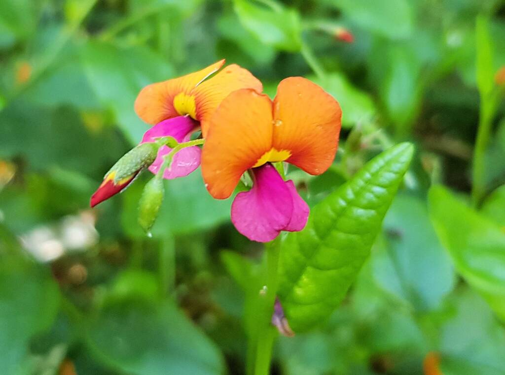 Heart-leaf Flame Pea (Chorizema cordatum), Stony Range Regional Botanic Garden, Dee Why NSW
