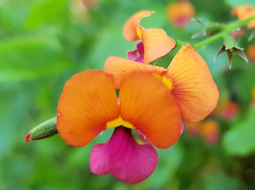 Heart-leaf Flame Pea (Chorizema cordatum), Stony Range Regional Botanic Garden, Dee Why NSW