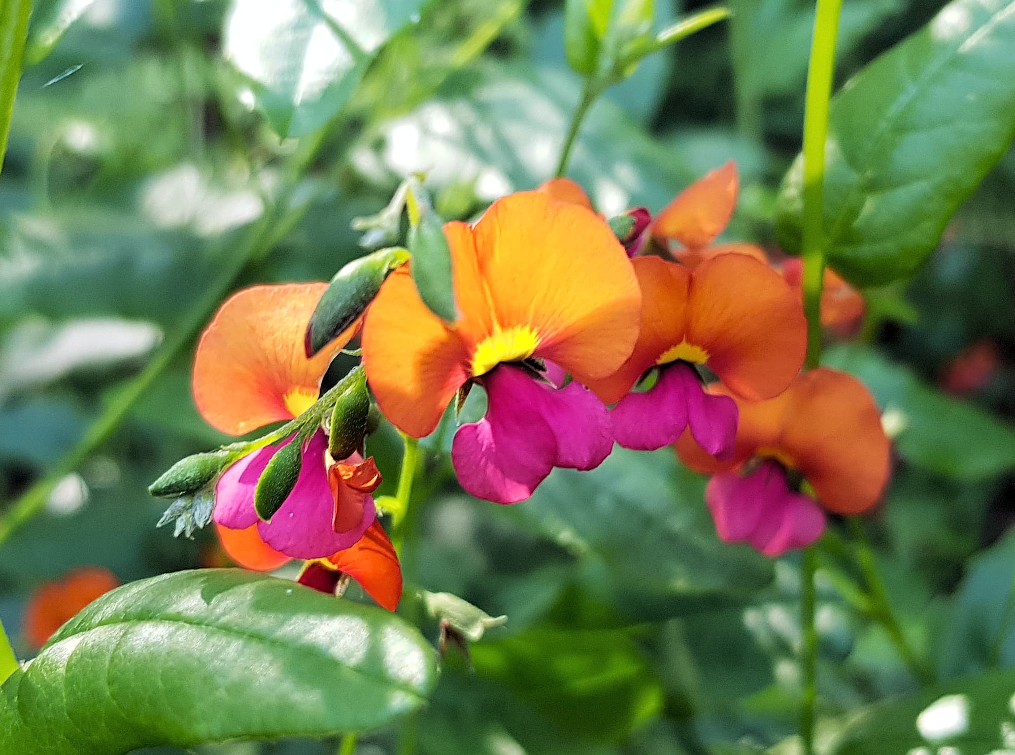 Heart-leaf Flame Pea (Chorizema cordatum), Stony Range Regional Botanic Garden, Dee Why NSW