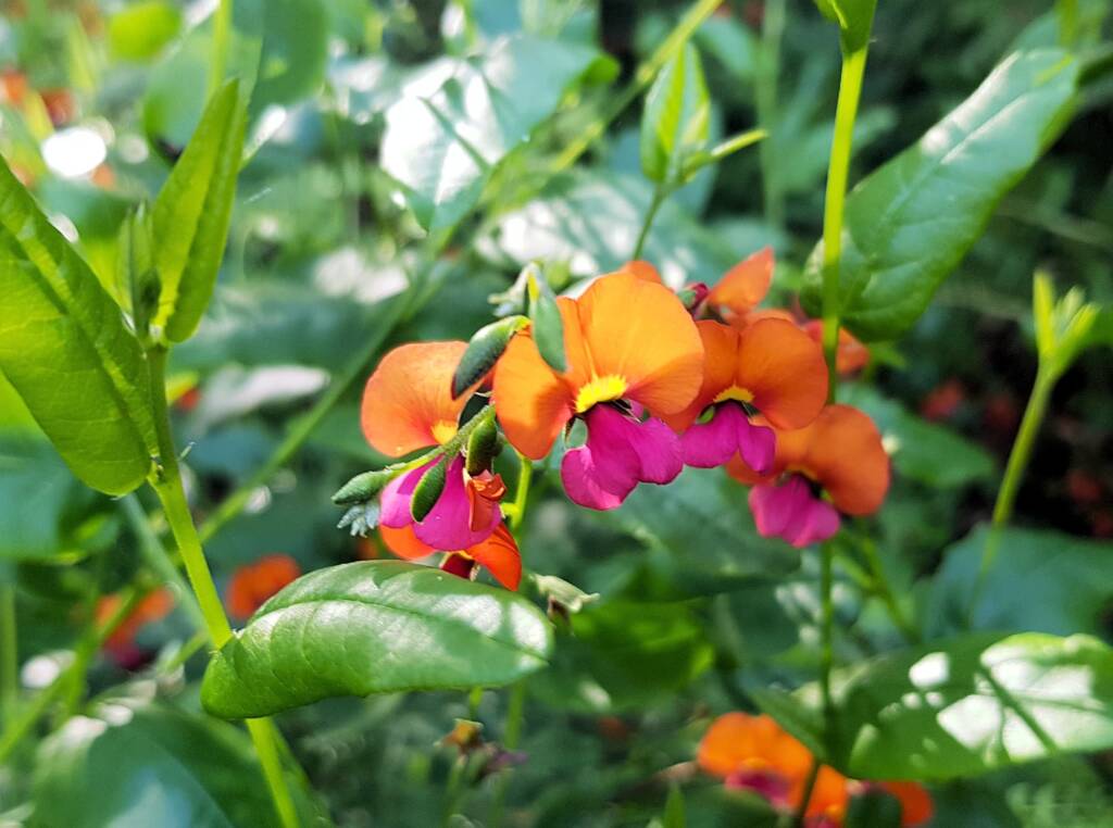 Heart-leaf Flame Pea (Chorizema cordatum), Stony Range Regional Botanic Garden, Dee Why NSW