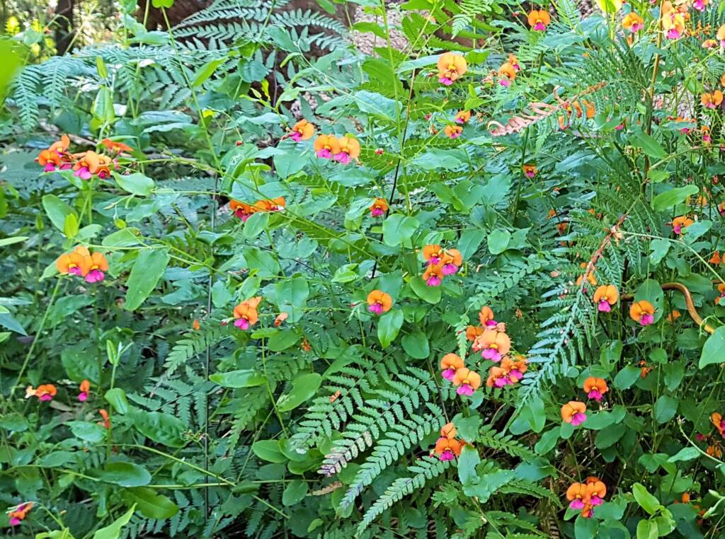 Heart-leaf Flame Pea (Chorizema cordatum), Stony Range Regional Botanic Garden, Dee Why NSW