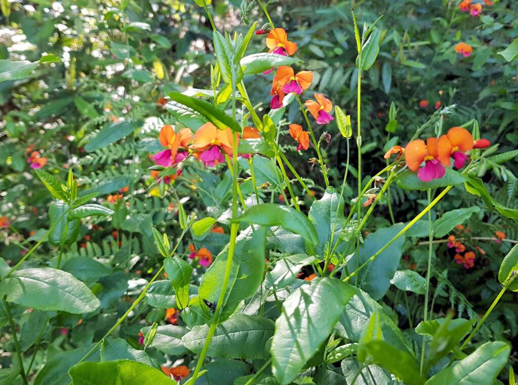 Heart-leaf Flame Pea (Chorizema cordatum), Stony Range Regional Botanic Garden, Dee Why NSW
