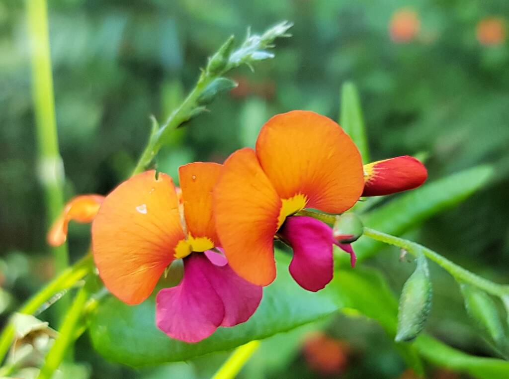 Heart-leaf Flame Pea (Chorizema cordatum), Stony Range Regional Botanic Garden, Dee Why NSW